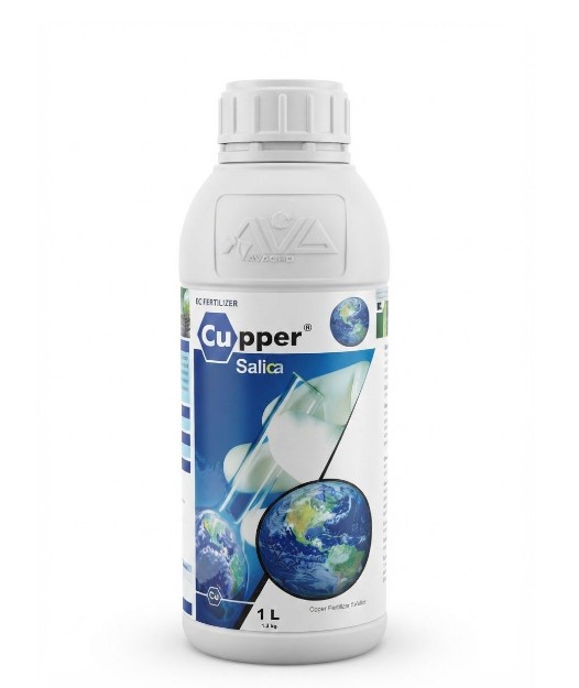 Cupper salica 